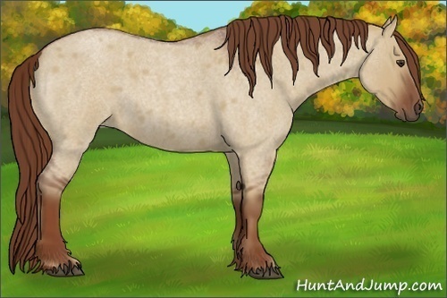 Horse Color:Red Dun Roan 