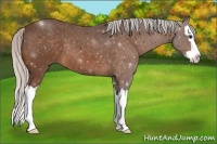 Horse Color:Silver Bay Sabino Splash