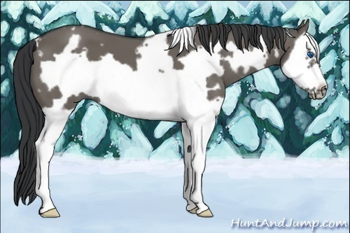 Horse Color:White Spotted Grullo Splash Frame