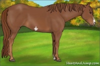 Horse Color:Chestnut Frame 