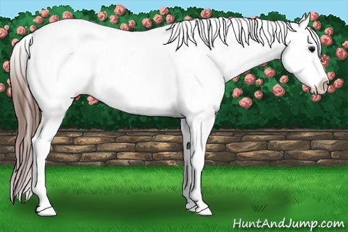 Horse Color:Bay Ice Splash Appaloosa