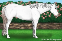 Horse Color:Bay Ice Splash Appaloosa 