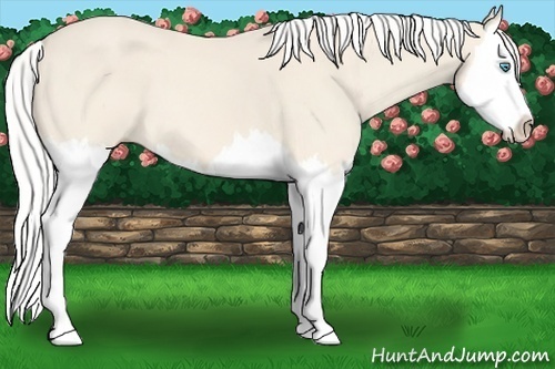 Horse Color:Silver Perlino Splash 