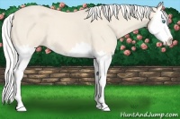 Horse Color:Silver Perlino Splash