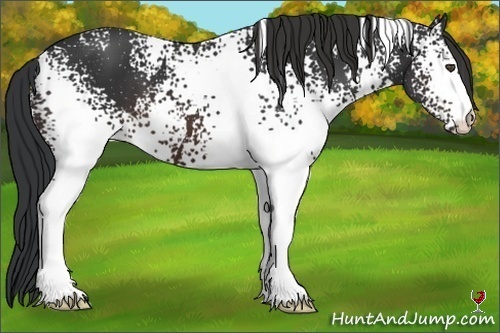Horse Color:White Spotted Brown 