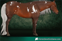 Horse Color:White Spotted Silver Brown 