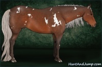 Horse Color:White Spotted Silver Bay 