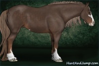 Horse Color:Liver Chestnut Sabino