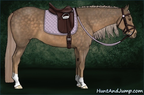 Horse Color:Chocolate Palomino 