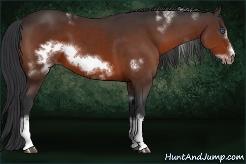 Horse Color:White Spotted Bay Frame 