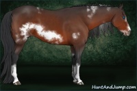 Horse Color:White Spotted Bay Frame
