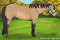 Horse Color:Buckskin 