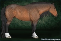 Horse Color:Buckskin 