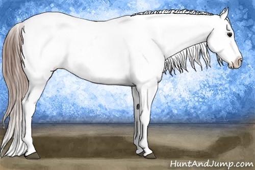 Horse Color:Grullo Varnish