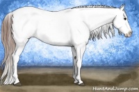 Horse Color:Grullo Varnish