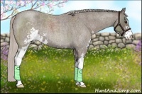 Horse Color:Silver Blue Roan Sabino