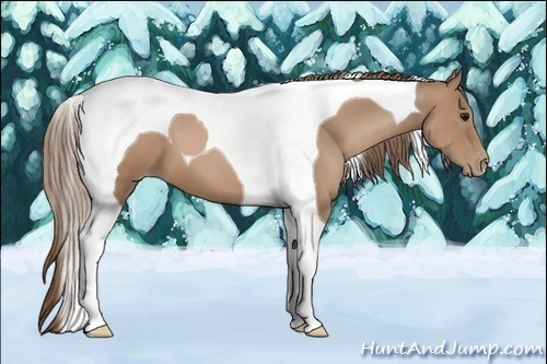 Horse Color:Black Pearl Tobiano 