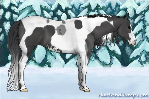 Horse Color:Black Sabino Tobiano 