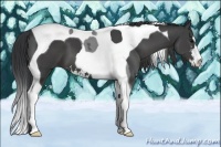 Horse Color:Black Sabino Tobiano