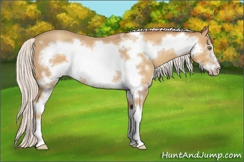 Horse Color:Silver Classic Champagne Sabino Frame