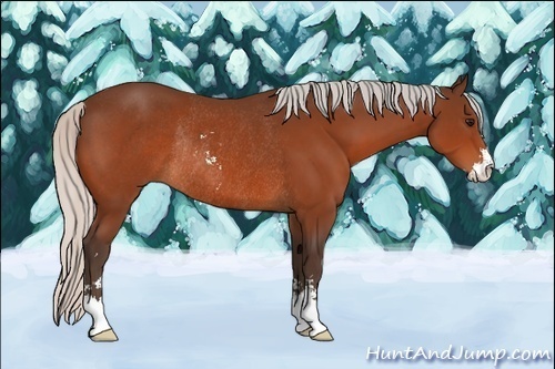 Horse Color:Silver Bay Sabino Rabicano 