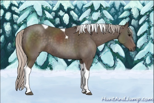Horse Color:Silver Black Sabino Tobiano Rabicano 