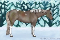 Horse Color:Silver Black Sabino Tobiano Rabicano