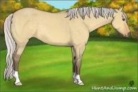 Horse Color:Silver Buckskin Dun 