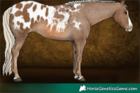 Horse Color:Chocolate Palomino Splash Appaloosa 