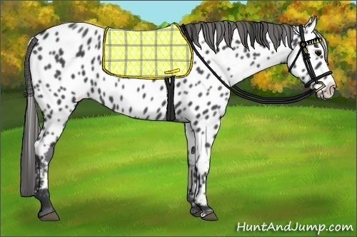 Horse Color:Blue Roan Splash Appaloosa