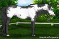 Horse Color:Smoky Black Frame 