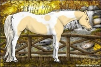 Horse Color:Palomino Dun Tobiano