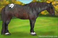 Horse Color:Brown Ice Appaloosa 