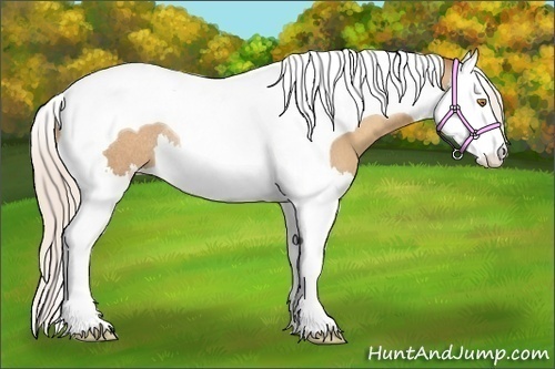 Horse Color:Silver Classic Champagne Splash Tobiano Rabicano 