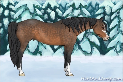 Horse Color:Buckskin Sabino