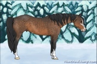 Horse Color:Buckskin Sabino 