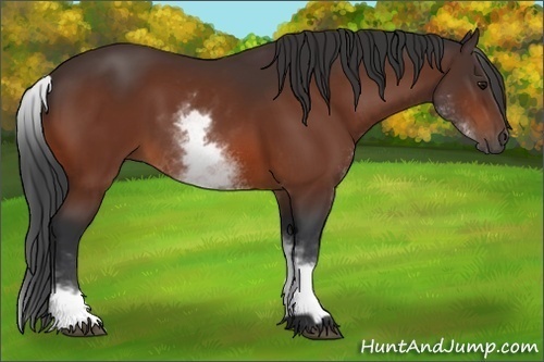Horse Color:White Spotted Bay 