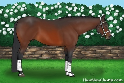 Horse Color:Bay Sabino 