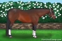 Horse Color:Bay Sabino