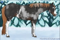 Horse Color:White Spotted Liver Chestnut 