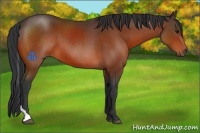 Horse Color:Bay Tobiano 