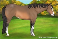 Horse Color:Buckskin Sabino 