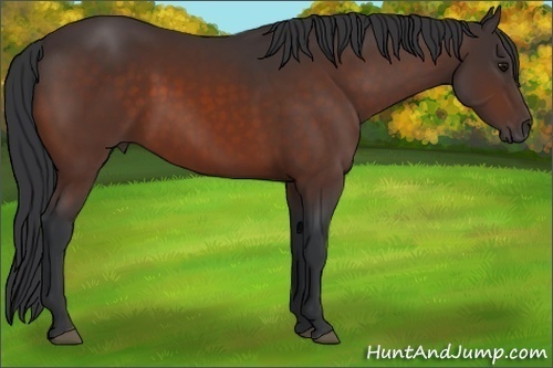 Horse Color:Bay Frame 