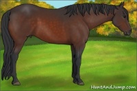 Horse Color:Bay Frame 