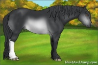 Horse Color:Brown Chinchilla