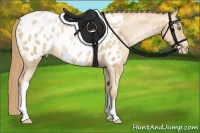 Horse Color:Gold Champagne Pearl Appaloosa 