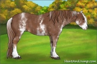 Horse Color:White Spotted Chestnut