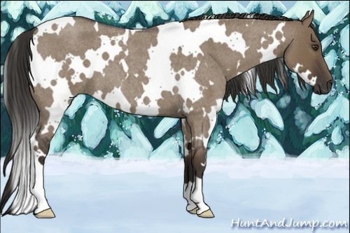 Horse Color:White Spotted Liver Red Dun Roan 