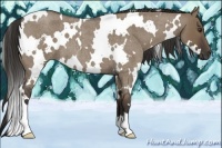 Horse Color:White Spotted Liver Red Dun Roan