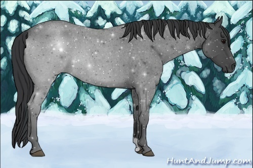 Horse Color:Blue Roan